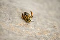 Dying bee lying paws up on a wooden tabletop.