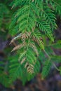 Dying brown fern leaves