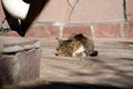 A dying cat on the street. The animal lies alone on the road