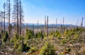Dying catastrophic forests. Through climate change, drought and bark beetles. Dynamics through motion blur