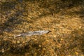 Dying Chinook Salmon during spawning season, Ketchikan Creek, Ketchikan, Alaska. Royalty Free Stock Photo
