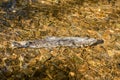 Dying Chinook Salmon during spawning season, Ketchikan Creek, Ketchikan, Alaska. Royalty Free Stock Photo