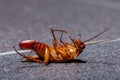 A dying cockroach with her egg at the end of her abdomen Royalty Free Stock Photo
