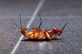 A dying cockroach with her egg at the end of her abdomen Royalty Free Stock Photo