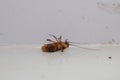 Dying cockroach lying dead on the floor, in the corner of a room