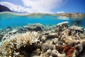 dying coral reef due to ocean acidification