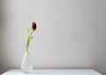 Dying dark red tulip in glass vase Royalty Free Stock Photo