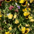 Dying dead wilting flowers