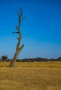 Dying deciduous tree on dried grass