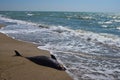 Dying dolphin on a sea beach