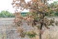 Dying dried out oak due to climatic crisis