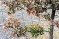 Dying dried out oak due to climatic crisis