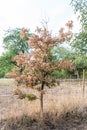 Dying dried out oak due to climatic crisis