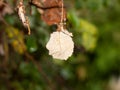 A dying dried red autumn leaf hanging scene