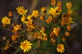 Dying, dried and vibrant yellow flowers in a bundle