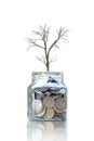 Dying dry tree on a bottle for saving money