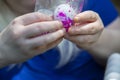 Dying Easter Eggs Pink Royalty Free Stock Photo