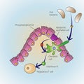 Dying epithelial cells