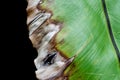 Dying fern leaf