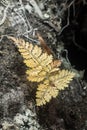 Dying fern plant close up on the rock of tropical forest floor