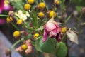 Dying flowers Royalty Free Stock Photo