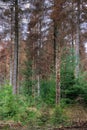 Dying forest, infected fir trees