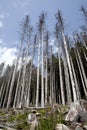 Dying forests