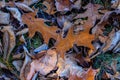 Frosty Brown Leaves on Green Grass Ground Royalty Free Stock Photo