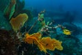 Dying gorgonian coral sea fan due to global warming and climate change.