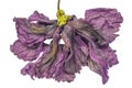Dying Hibiscus Royalty Free Stock Photo