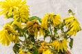 A dying houseplant with withered yellow flowers. Indoor yellow chrysanthemum dies, selective focus Royalty Free Stock Photo