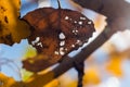 Dying leaf in fall