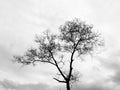 Dying leafless tree with the cloudy gray sky.