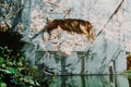 dying lion monument, landmark in Lucerne Switzerland Royalty Free Stock Photo