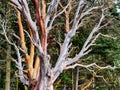 Dying Madrona Tree At Limekiln Point Royalty Free Stock Photo