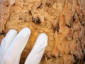 Dying oak tree. The bark less trunk withholes from boring insects