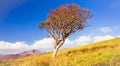 Dying old lonely tree in the middle of nowhere Royalty Free Stock Photo