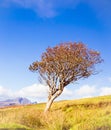 Dying old lonely tree in the middle of nowhere Royalty Free Stock Photo