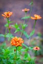 Dying orange flowers in autumn