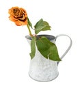 Dying orange rose stem in a metal pitcher