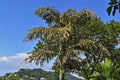 Dying palm tree, Caryota urens, Rio de Janeiro