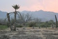 Dying Palm Trees In The Desert