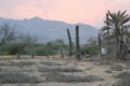 Dying Palm Trees In The Desert