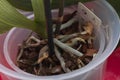 A dying phalaenopsis in a pot. Yellowing leaves and drying orchid roots Royalty Free Stock Photo