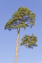 Dying pine tree Royalty Free Stock Photo