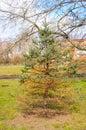 Dying pine tree in a park Royalty Free Stock Photo
