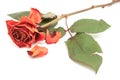 Dying pink rose bloom with dropped petals