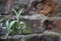 Dying plant against brick wall
