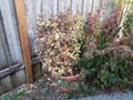 Dying plant in flower pot near wood fence