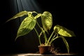 a dying plant under a healing light